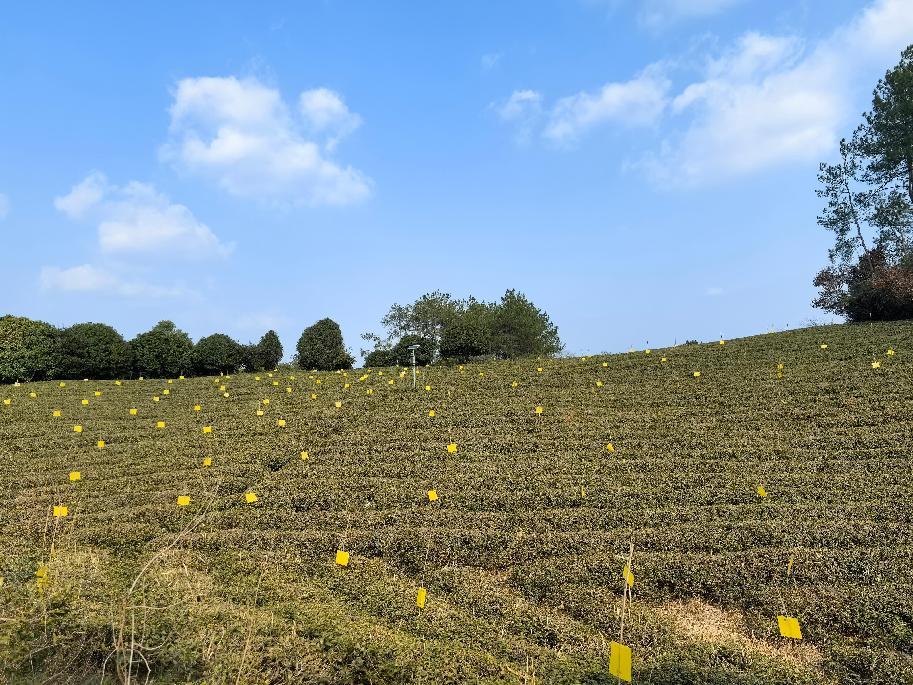 小小黃板 助力茶園綠色防控