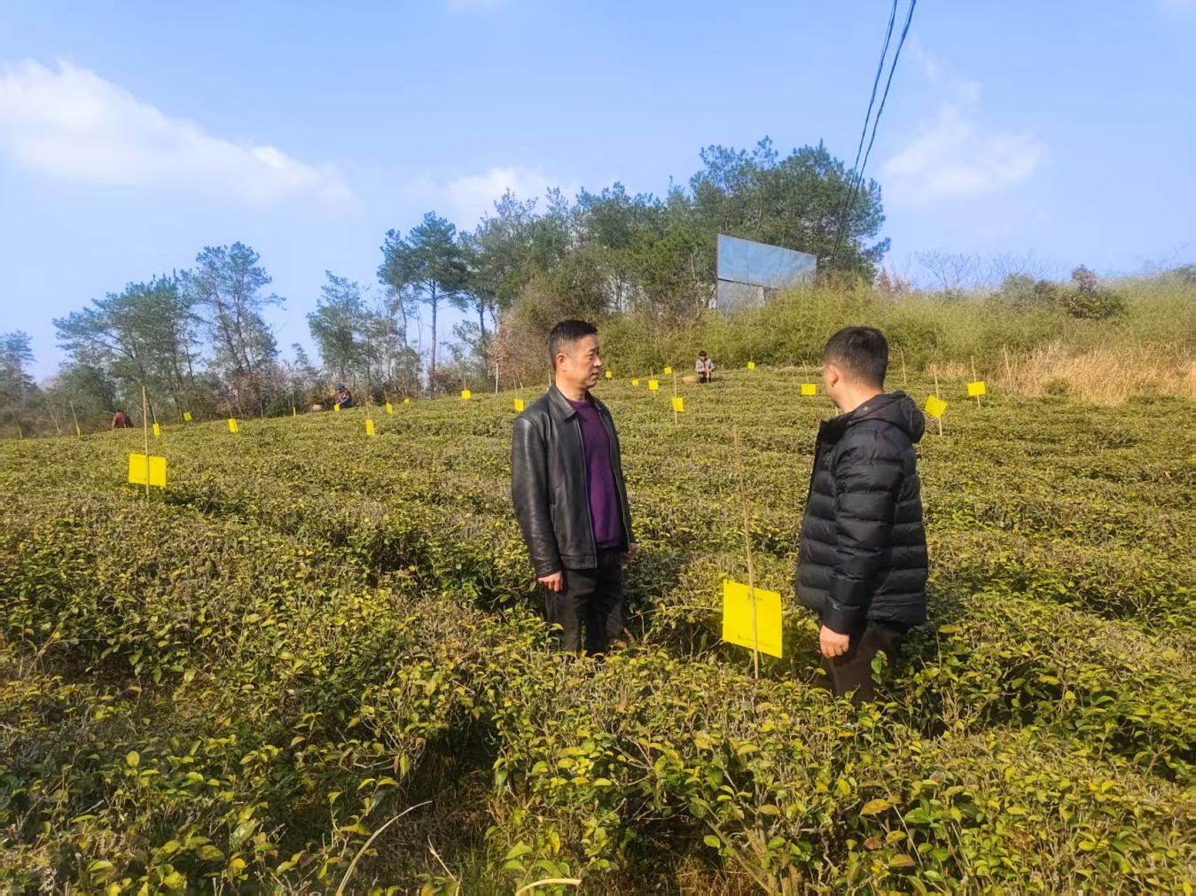 小小黃板 助力茶園綠色防控